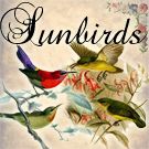 Sunbirds