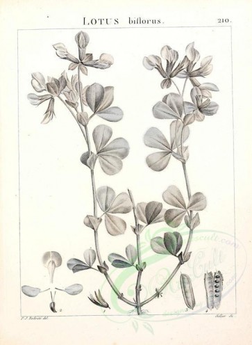 Redoute-00029 - lotus biflorus [2304x3146]