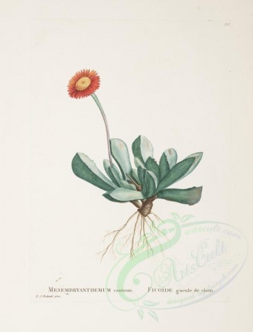 Redoute-00239 - mesembryanthemum caninum [3430x4492]