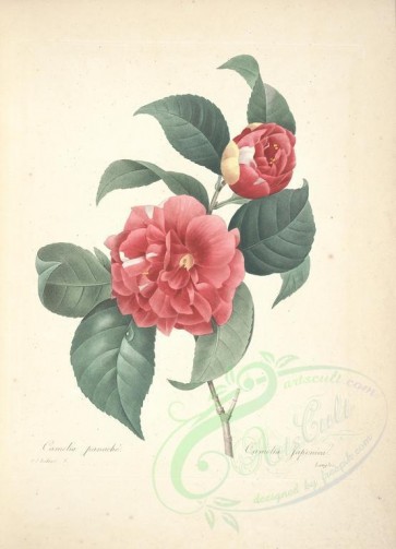 Redoute-00325 - camellia japonica [5284x7318]
