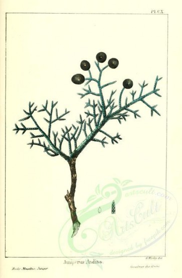 Redoute-00567 - Rocky Mountain Juniper, juniperus andina [2286x3493]