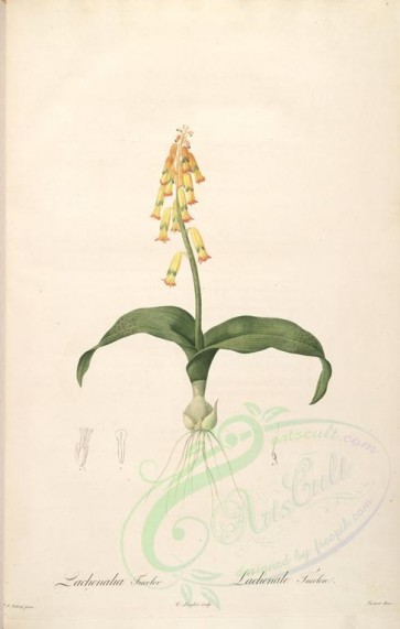Redoute-00845 - lachenalia tricolor [4261x6700]