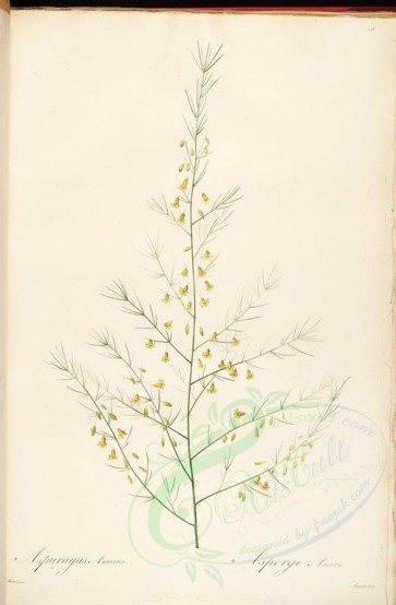 Redoute-01232 - asparagus amarus [4310x6580]