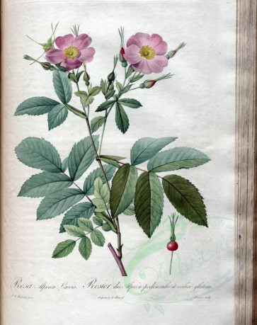Redoute-01291 - rosa alpina laevis [3400x4300]