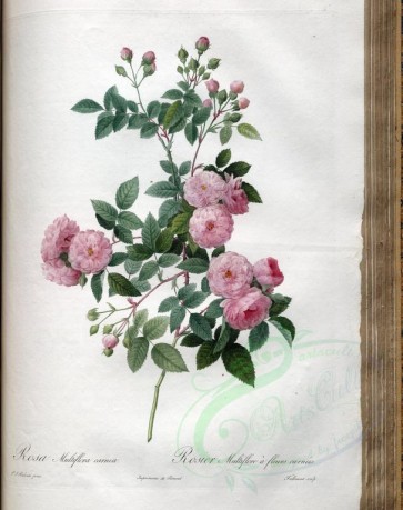 Redoute-01400 - rosa multiflora carnea [3400x4300]