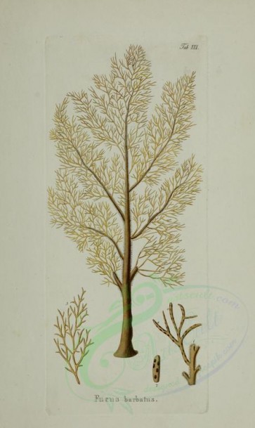 algae-00049 - fucus barbatus [2419x4055]