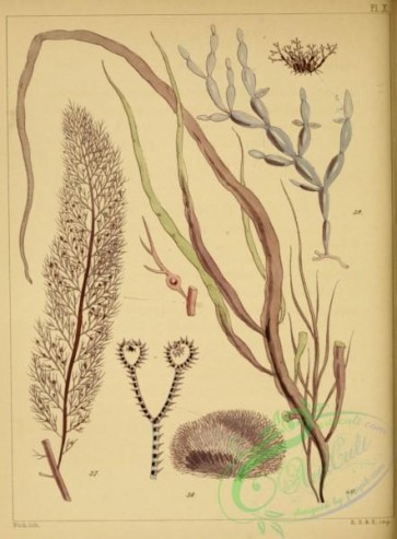 algae-00133 - 010-hypnea purpurascens, ceramium acanthonotum, catenella opuntia, dumontia filiformis