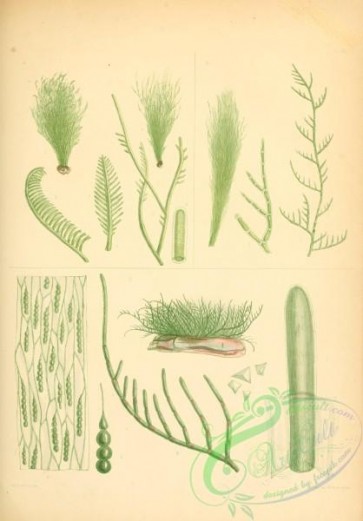 algae-00267 - 045-bryopsis plumosa, cladophora morrisiae, blodgettia confervoides