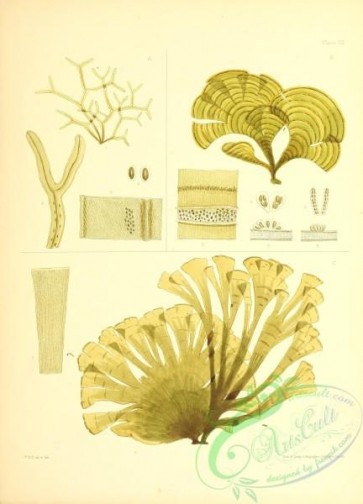 algae-00598 - 007-haliseris delicatula, padina pavonia, zonaria lobata