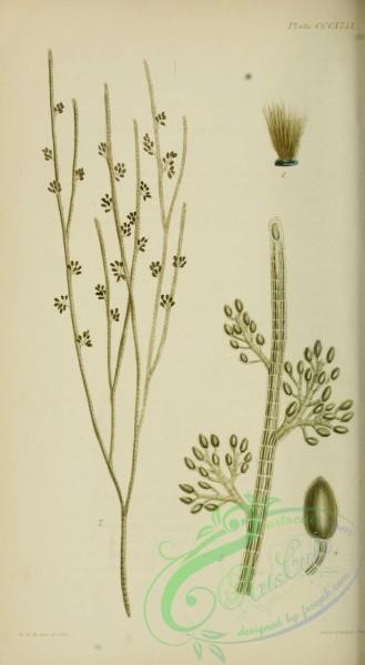 algae-00773 - sphacelaria racemosa