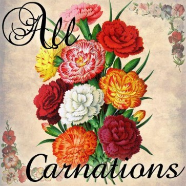 all carnations