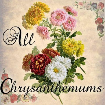 all chrysanthemums