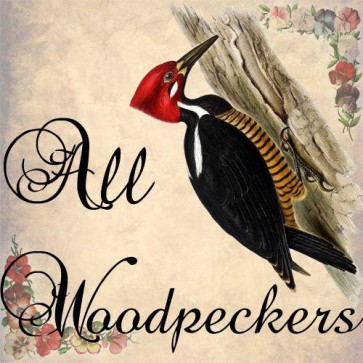 all woodpeckers