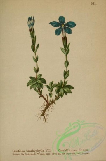 alpine_plants-00035 - gentiana brachyphylla