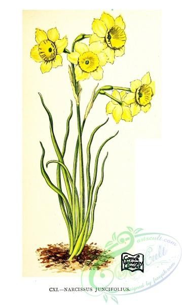 alpine_plants-01055 - 053-narcissus juncifolius