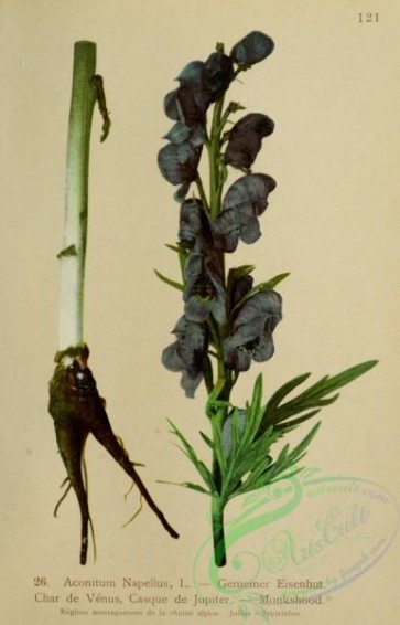 alpine_plants-01090 - 026-Monkshood, aconitum napellus