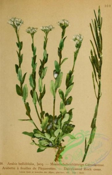 alpine_plants-01098 - 034-Daisy-leaved Rock Cress, arabis bellidifolia