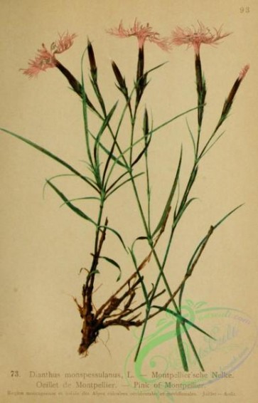 alpine_plants-01137 - 073-Pink of Montpellier, dianthus monspessulanus