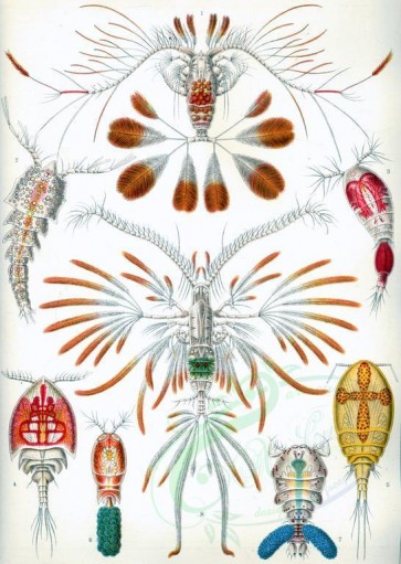 animals_collages-00036 - Copepoda [2393x3363]