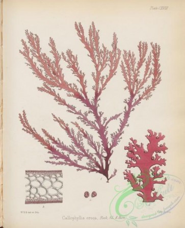 antarctic_plants-00066 - callophyllis erosa