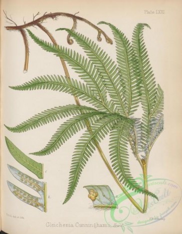 antarctic_plants-00080 - gleichenia cunninghamii