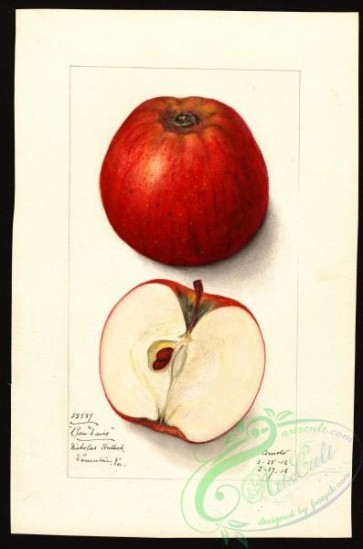 apple-00417 - 0162-Malus domestica-Ben Davis [2649x4000]