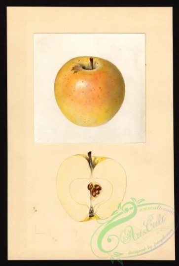 apple-00498 - 0243-Malus domestica-Malinda [2691x4000]