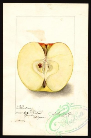 apple-00547 - 0317-Malus domestica-Northwestern Greening [2662x4000]