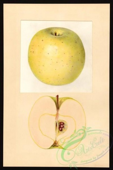 apple-00548 - 0318-Malus domestica-Northwestern Greening [2671x4000]