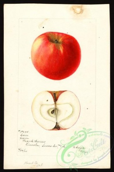 apple-00569 - 0350-Malus domestica-Cain [2646x4000]