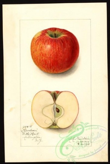 apple-00624 - 0407-Malus domestica-Hudson [2682x4000]