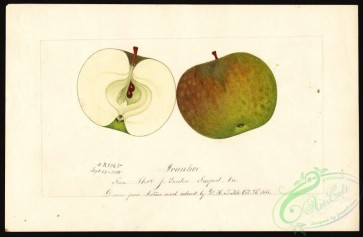 apple-00633 - 0416-Malus domestica-Ivanhoe [4000x2616]