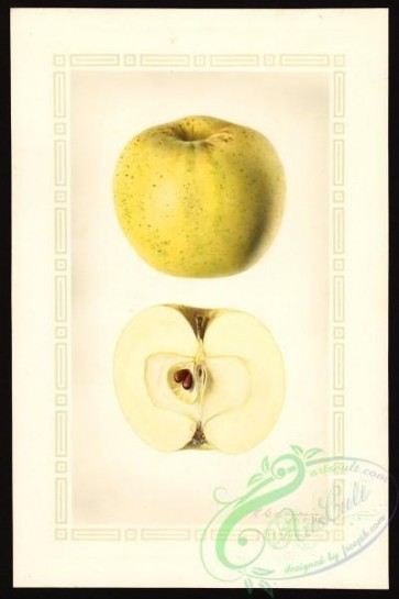 apple-00635 - 0418-Malus domestica-Jackson Winter Sweet [2671x4000]