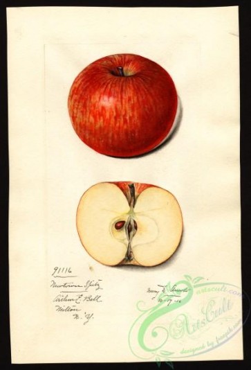 apple-00773 - 0556-Malus domestica-Newtown Spitzenburg