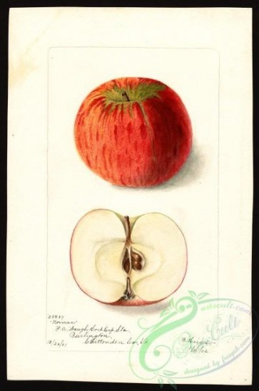 apple-00794 - 0577-Malus domestica-Norman [2648x4000]