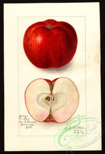 apple-00812 - 0595-Malus domestica-Northern Spy [2733x4000]