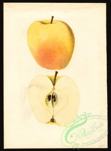 apple-00851 - 0634-Malus domestica-Ortley [2951x4000]
