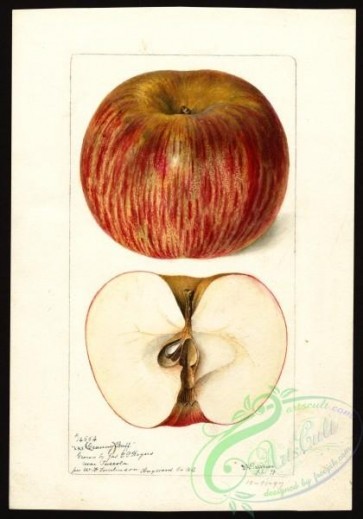 apple-01704 - 1657-Malus domestica-Granny Buff [2800x4000]