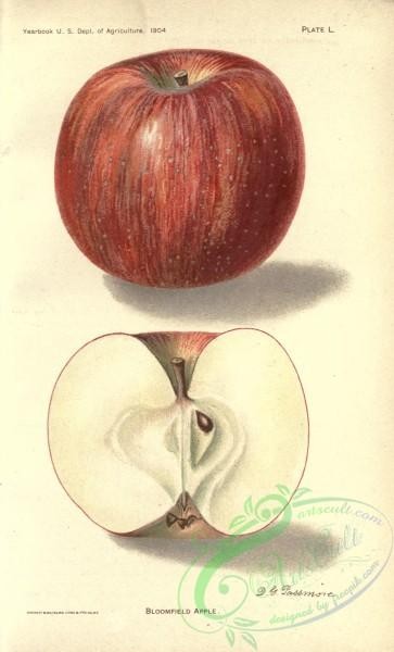 apple-04281 - Bloomfield Apple