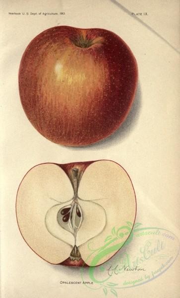 apple-04297 - Opalescent Apple