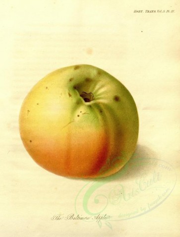 apples-00152 - Baltimore Apple [2870x3778]