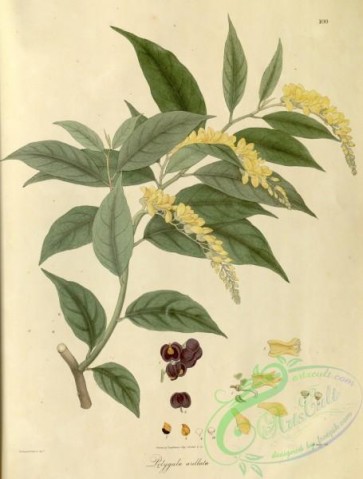asian_plants-00085 - polygala arillata