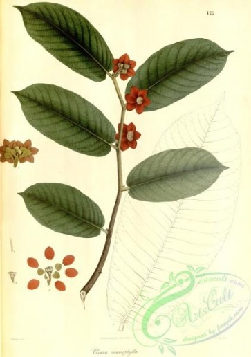 asian_plants-00196 - uvaria macrophylla