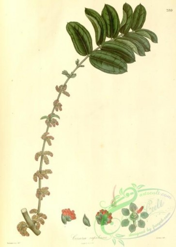 asian_plants-00220 - coriaria napalensis