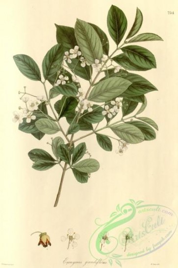 asian_plants-00226 - euonymus grandiflorus