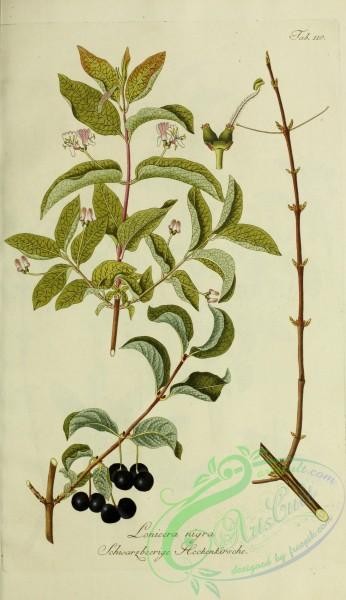 austrian_plants-00030 - lonicera nigra