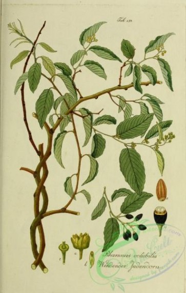 austrian_plants-00155 - rhamnus volubilis