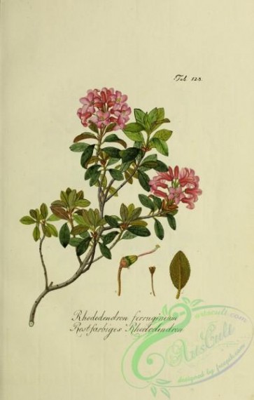 austrian_plants-00158 - rhododendron ferrugineum