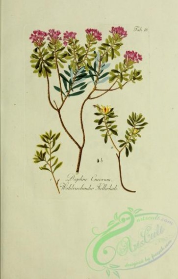 austrian_plants-00219 - daphne cneorum
