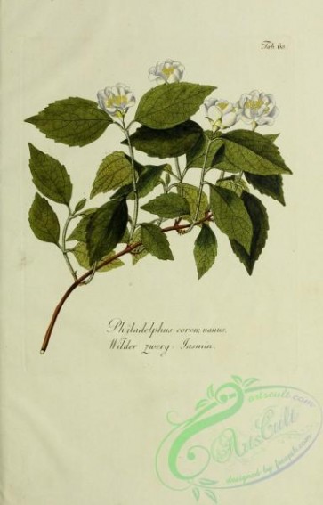austrian_plants-00224 - philadelphus coronarius nanus